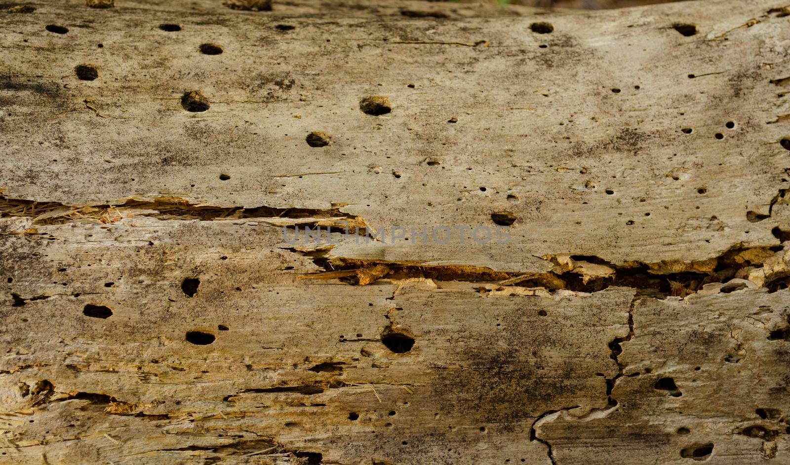 Old rotting wood, texture of the old spoiled wood damaged by wood worm, brown color