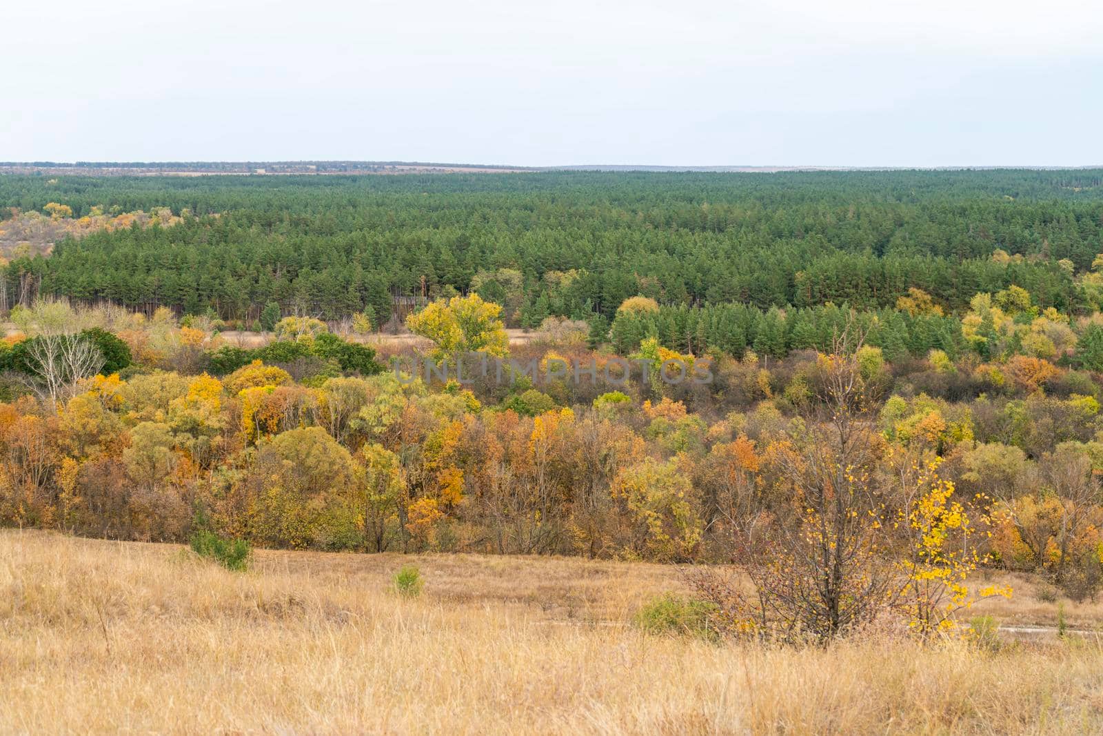 autumn forest landscape with blue sky background. High quality photo