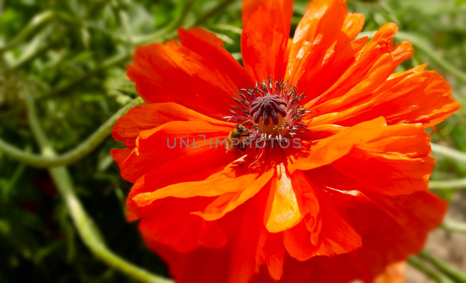 Delicate red poppy flower. Picturesque May contrasts. Create a mood. Poppies bloom in the garden. Blossoming bright red poppy, textured freshness. close-up by mtx