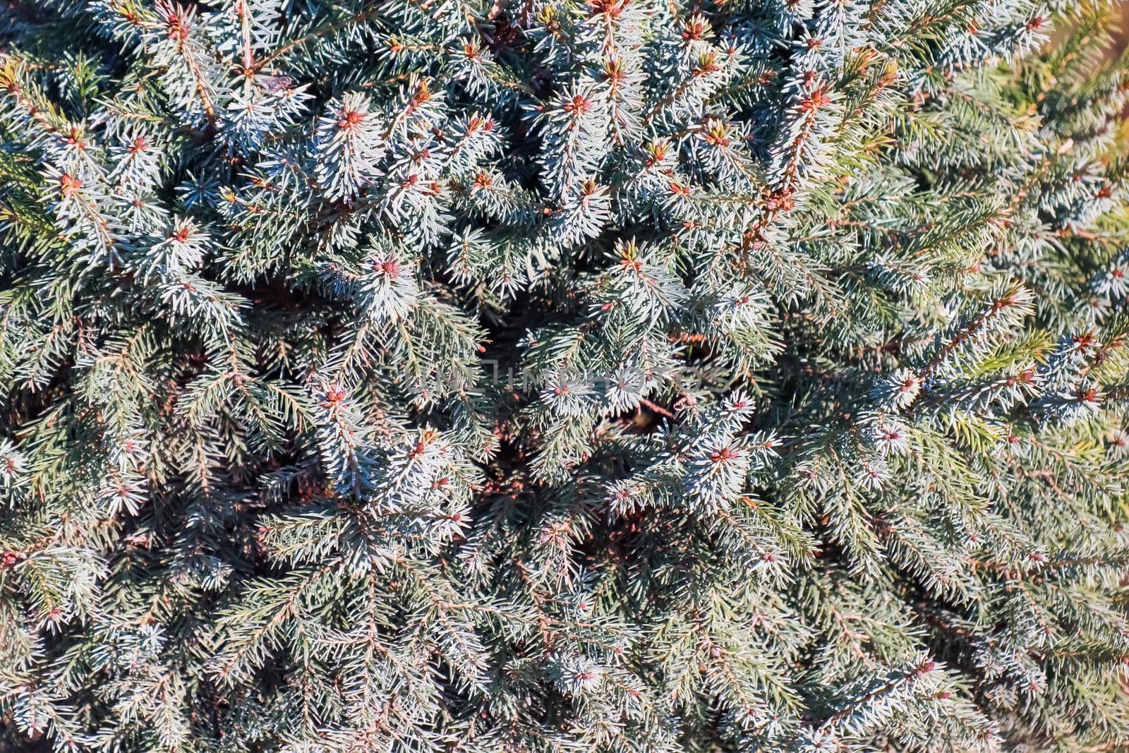 spruce branches as a close-up background. High quality photo