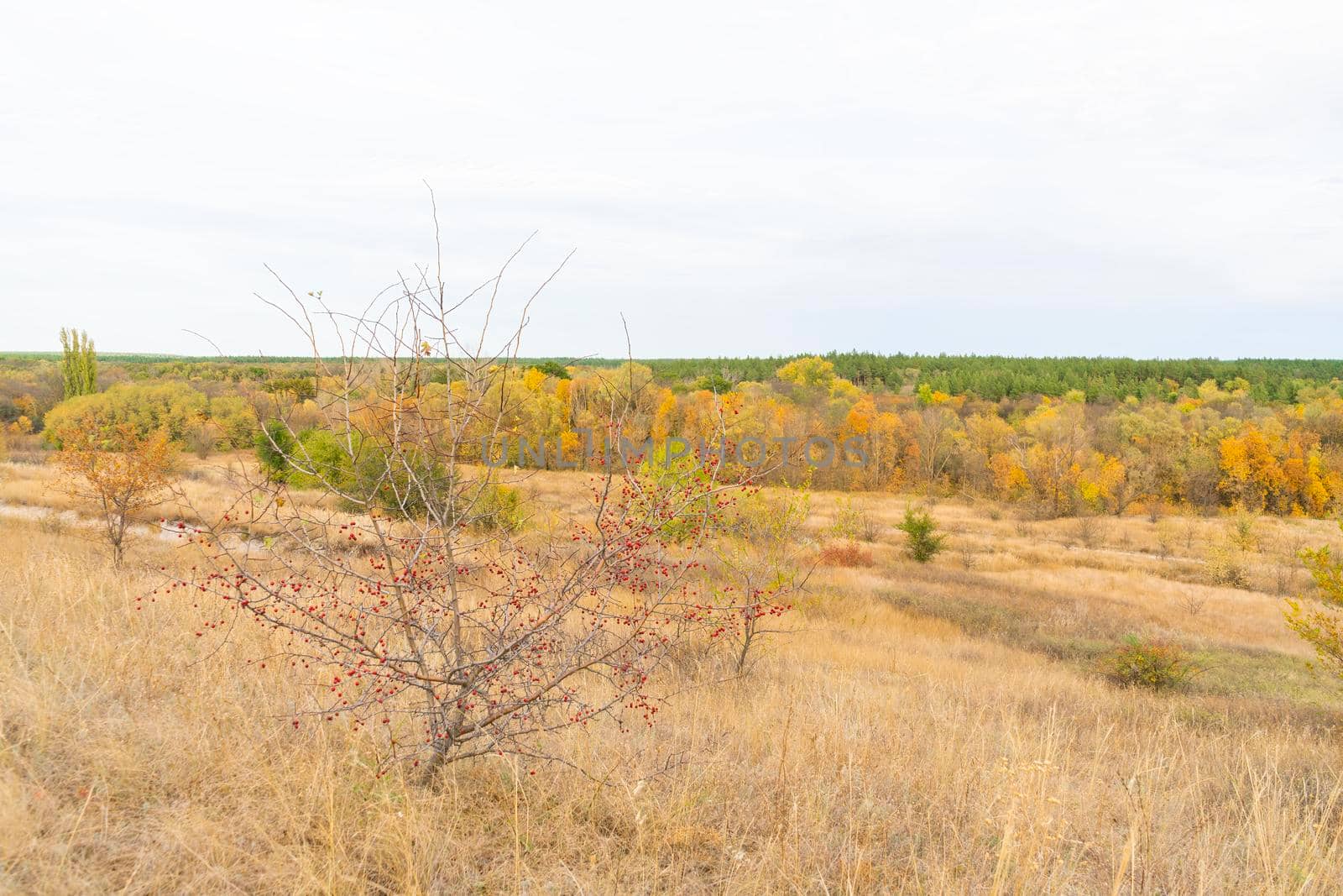 autumn forest landscape with blue sky background by roman112007