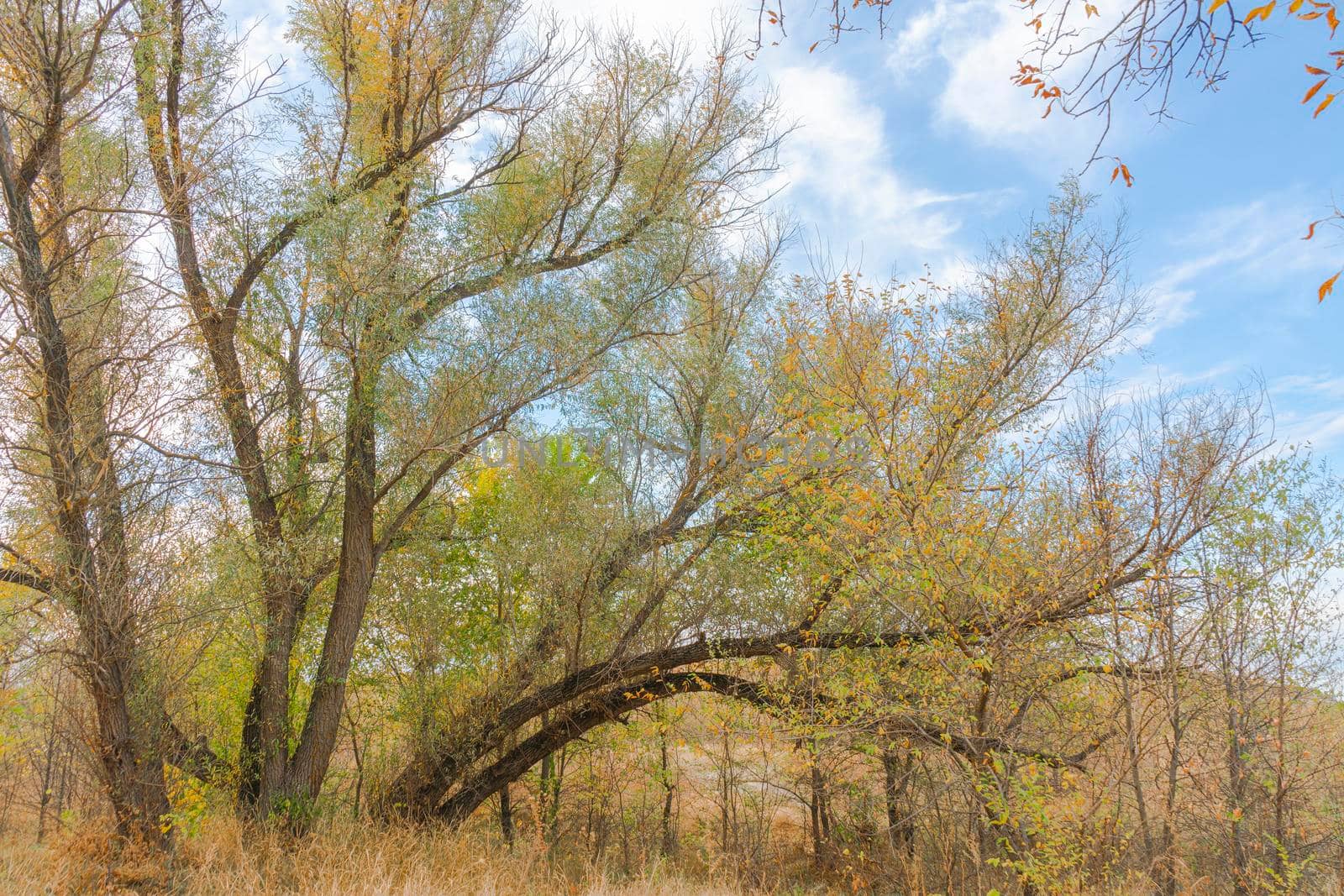 autumn forest landscape with blue sky background by roman112007