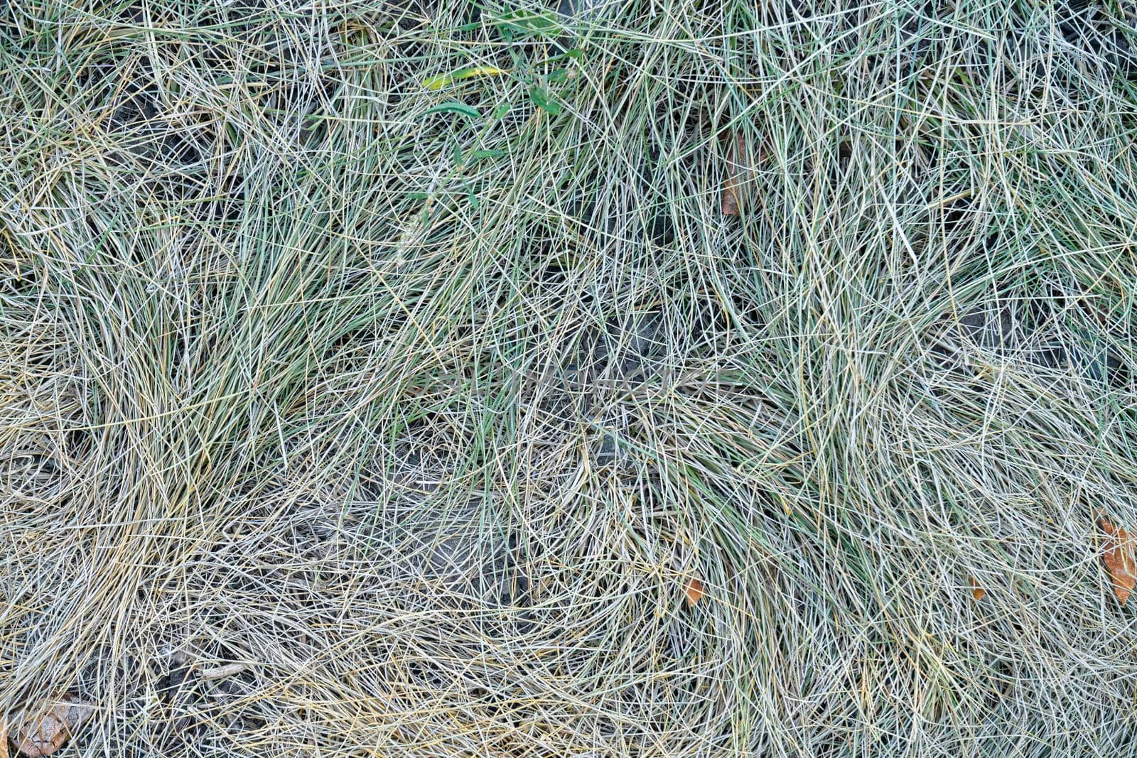 autumn yellow-green close-up. the view from the top. as background. High quality photo