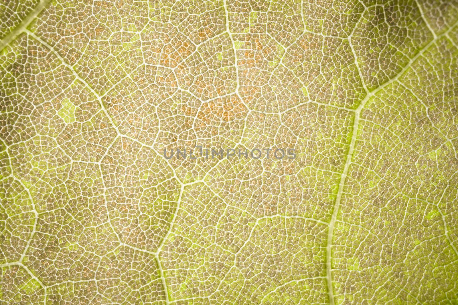 the structure of a green tree leaf as a macro background. High quality photo