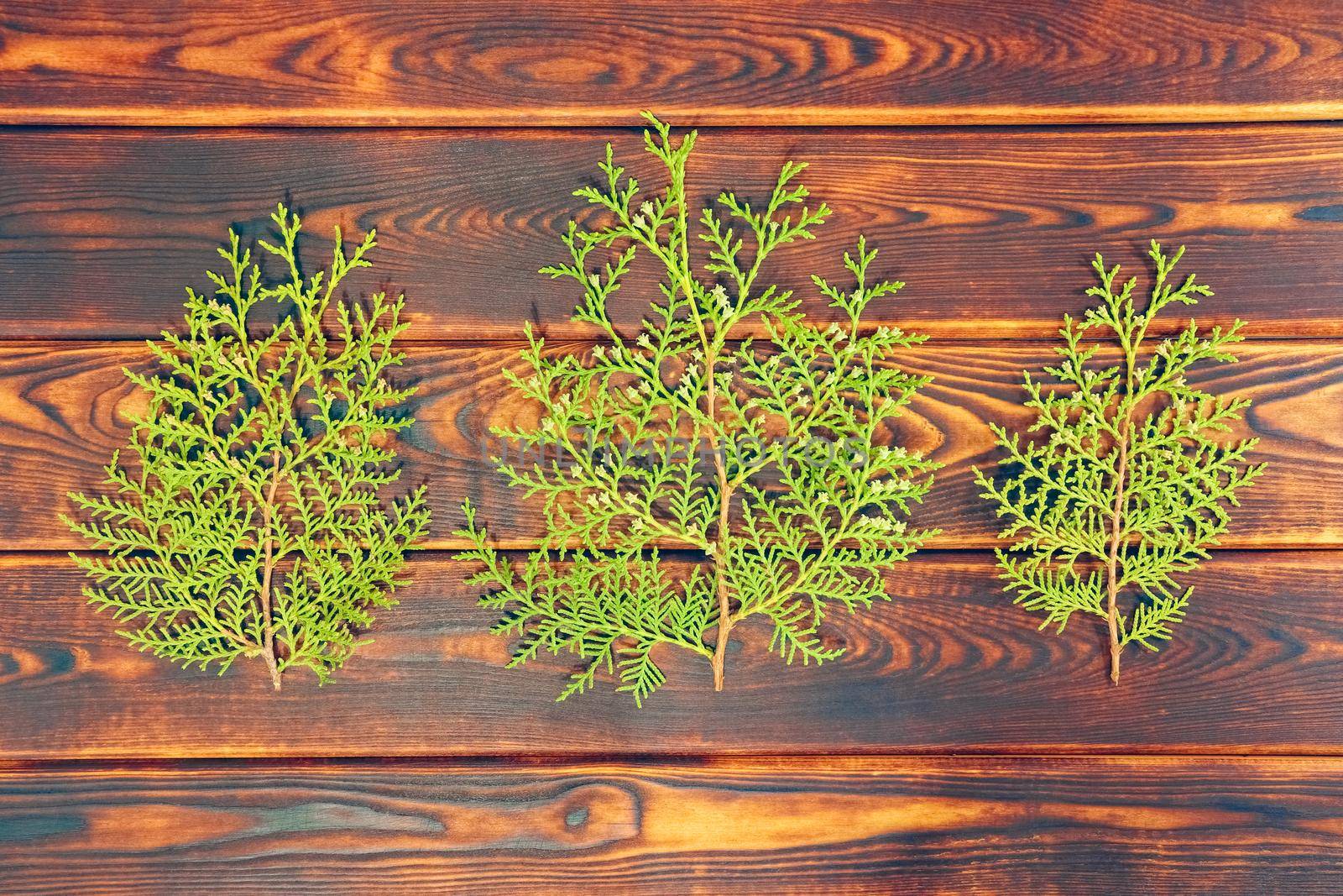 TUI branches on a wooden background as a background. High quality photo