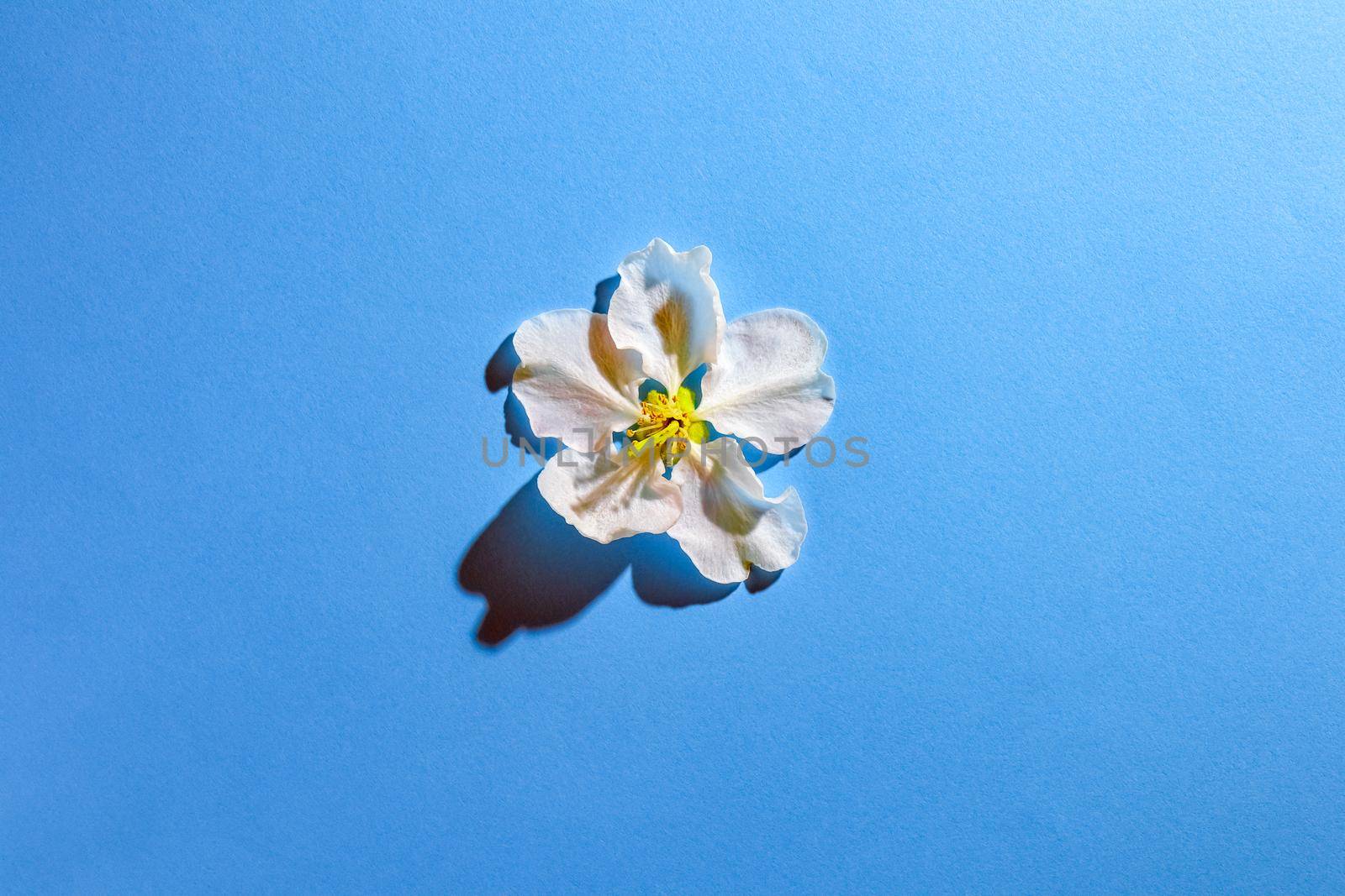 the petals of the flowers on multicolored background, top view. High quality photo