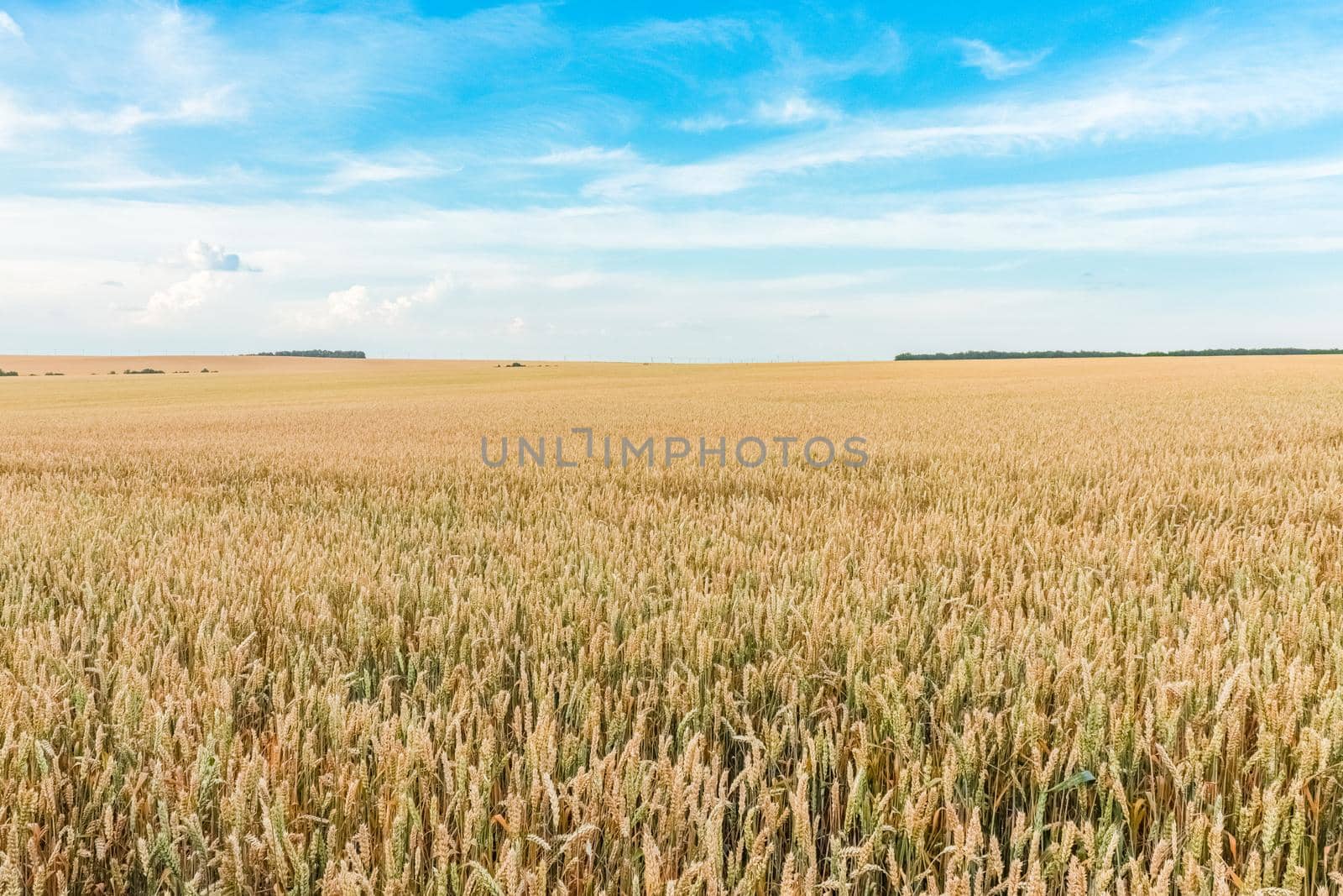 field of ripe wheat against the sky. High quality photo