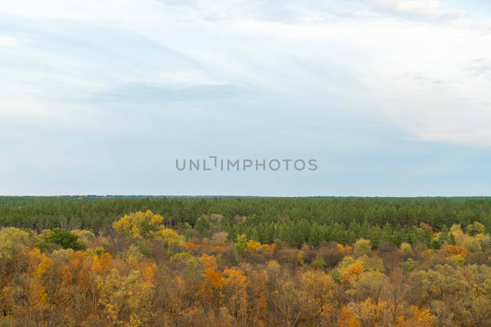 autumn forest landscape with blue sky background by roman112007