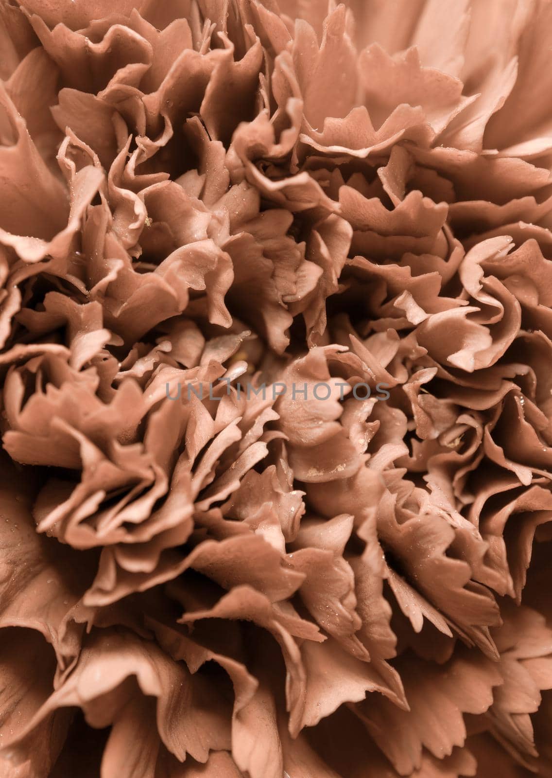 Detailed of Sepia tone red carnation petal by Satakorn