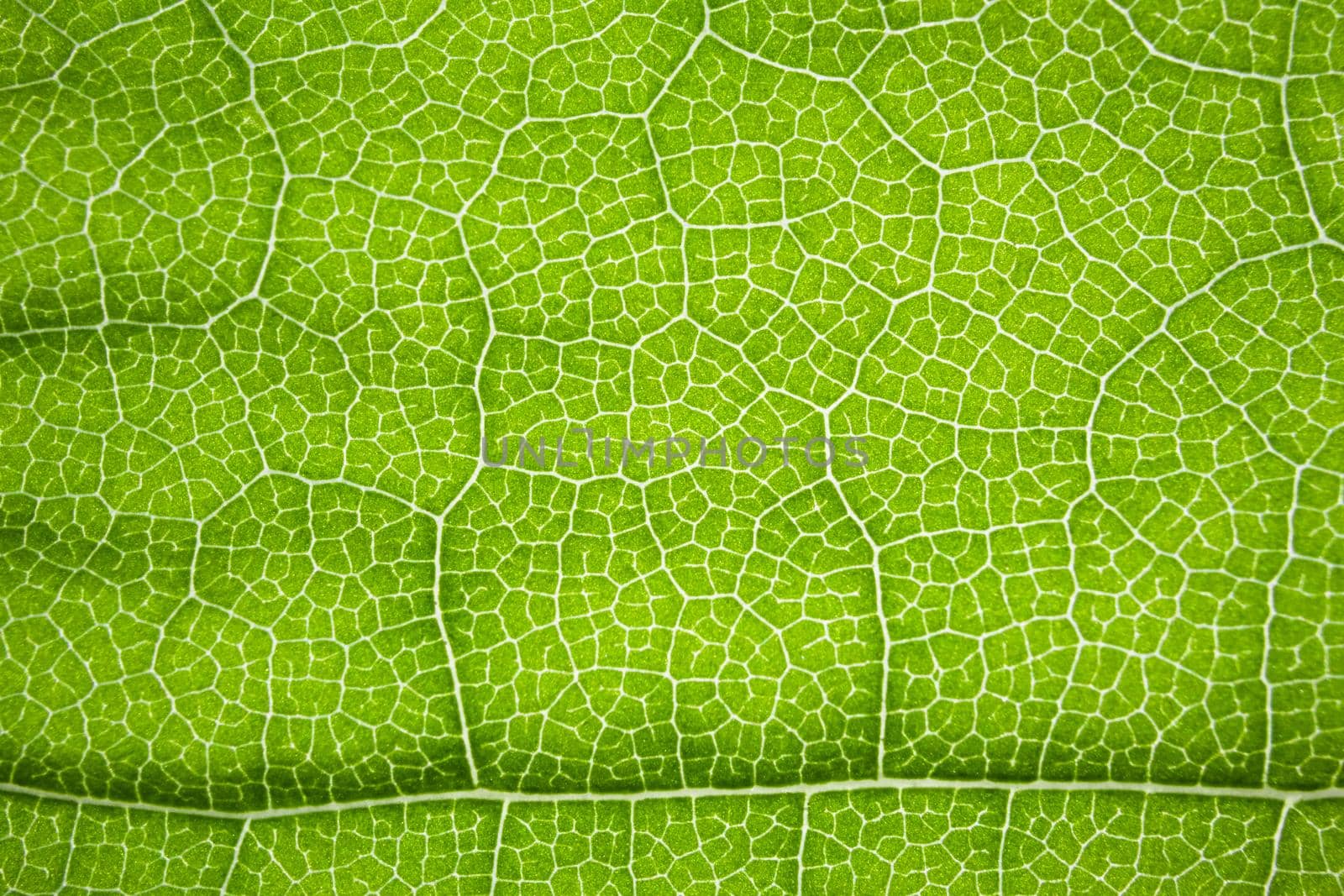 the structure of a green tree leaf as a macro background. High quality photo
