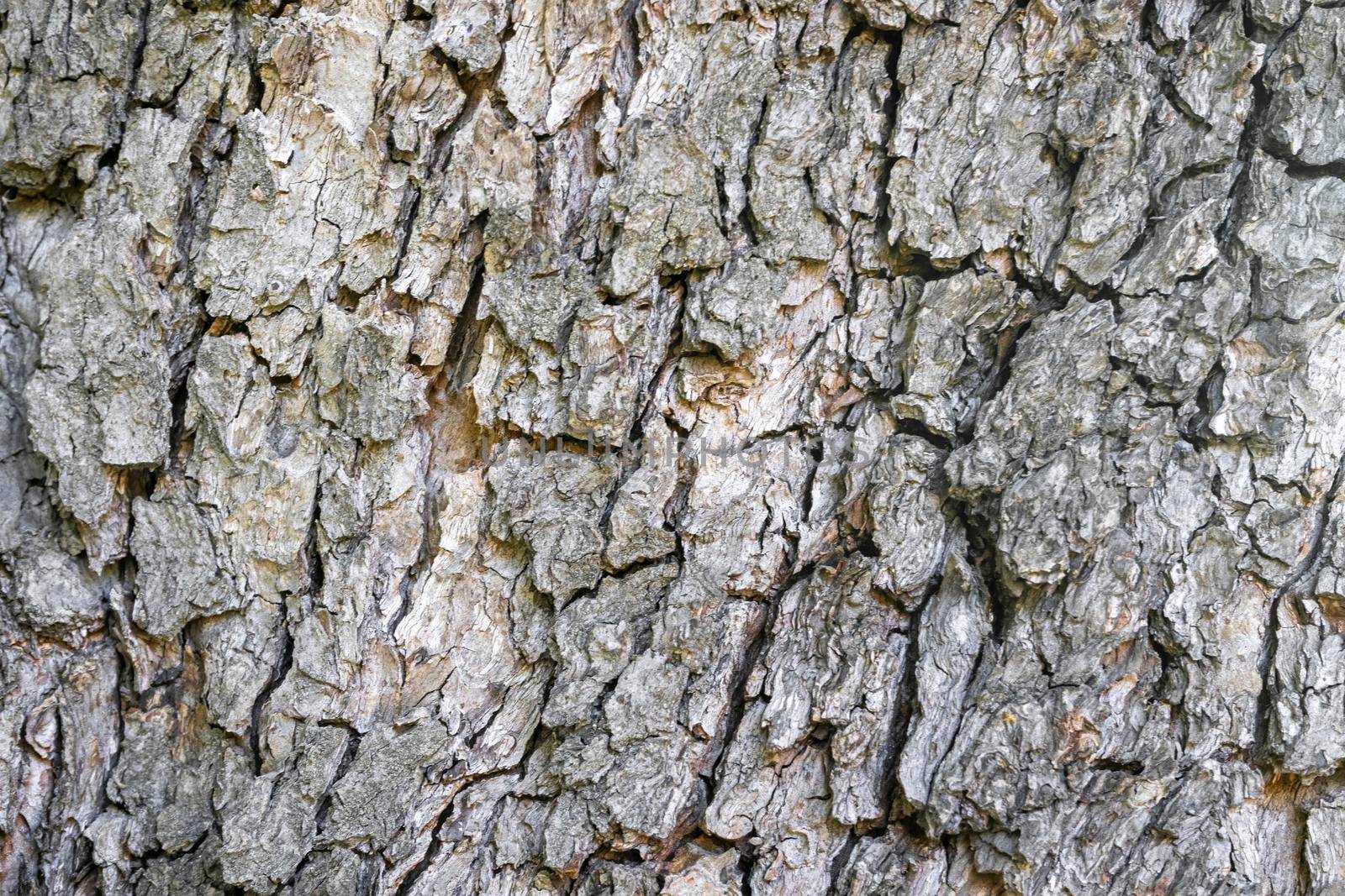 tree bark close-up as background. the texture of the bark. High quality photo