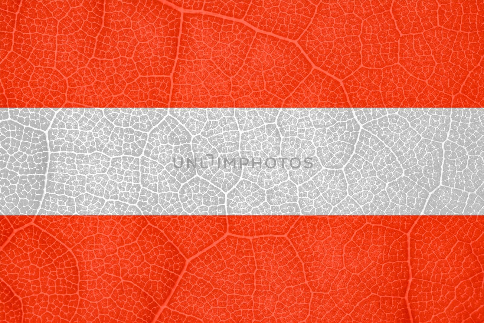 flag of Austria on the structure of a tree leaf macro. High quality photo