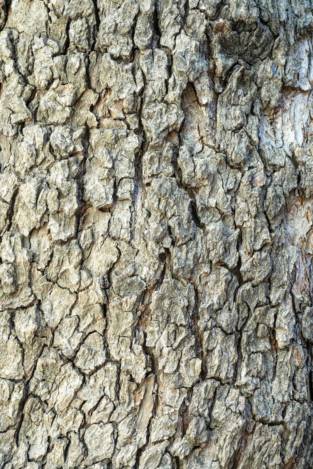 tree bark close-up as background. the texture of the bark by roman112007