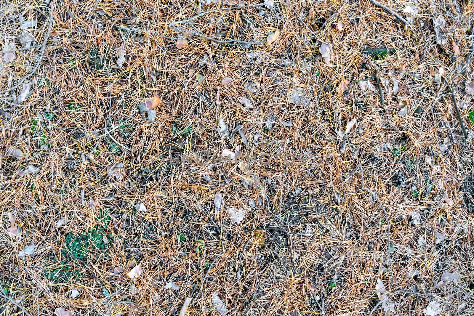 carpet of fir needles as a background. the view from the top by roman112007