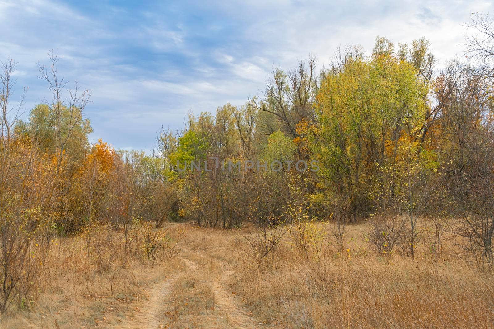 autumn forest landscape with blue sky background by roman112007