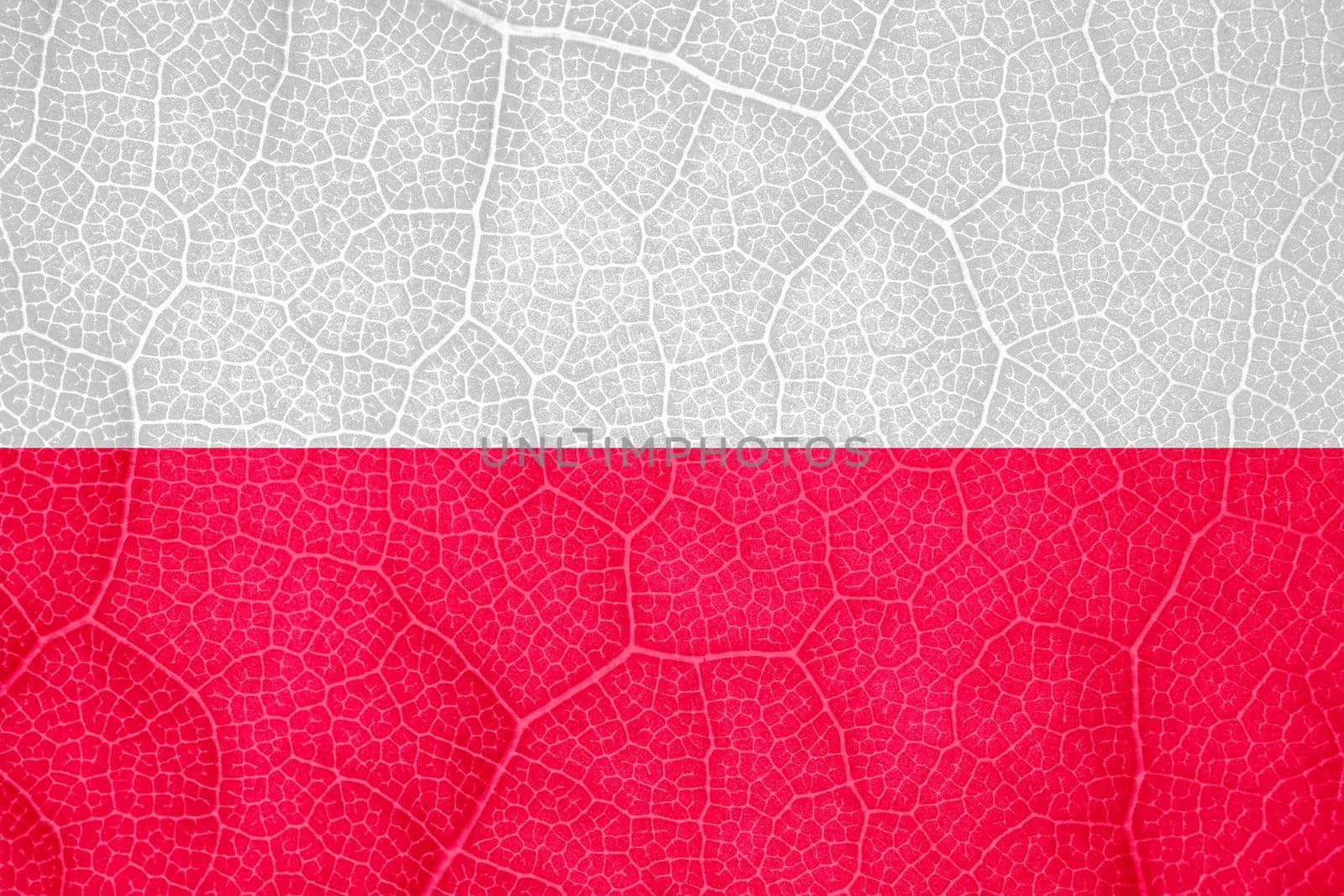 flag of Poland on the structure of a tree leaf macro. High quality photo