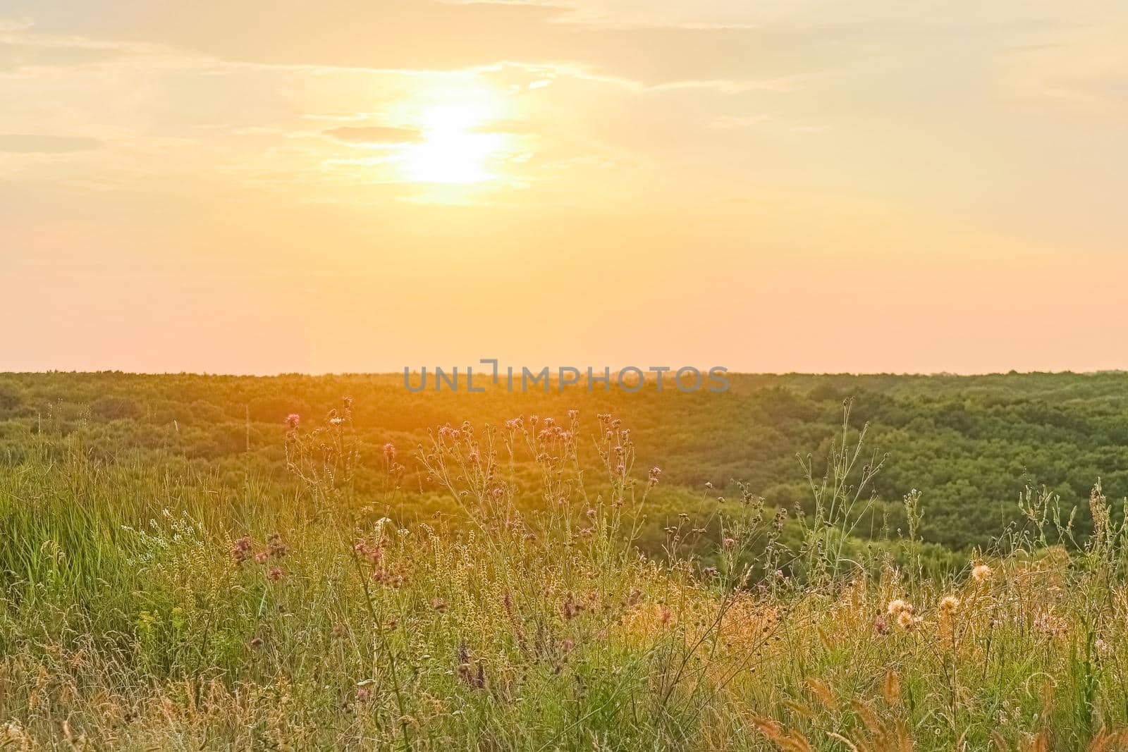 field of grass with trees in the background against the sunset. High quality photo