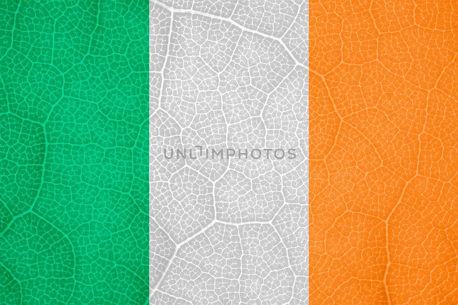 flag of Ireland on the structure of a tree leaf macro. High quality photo
