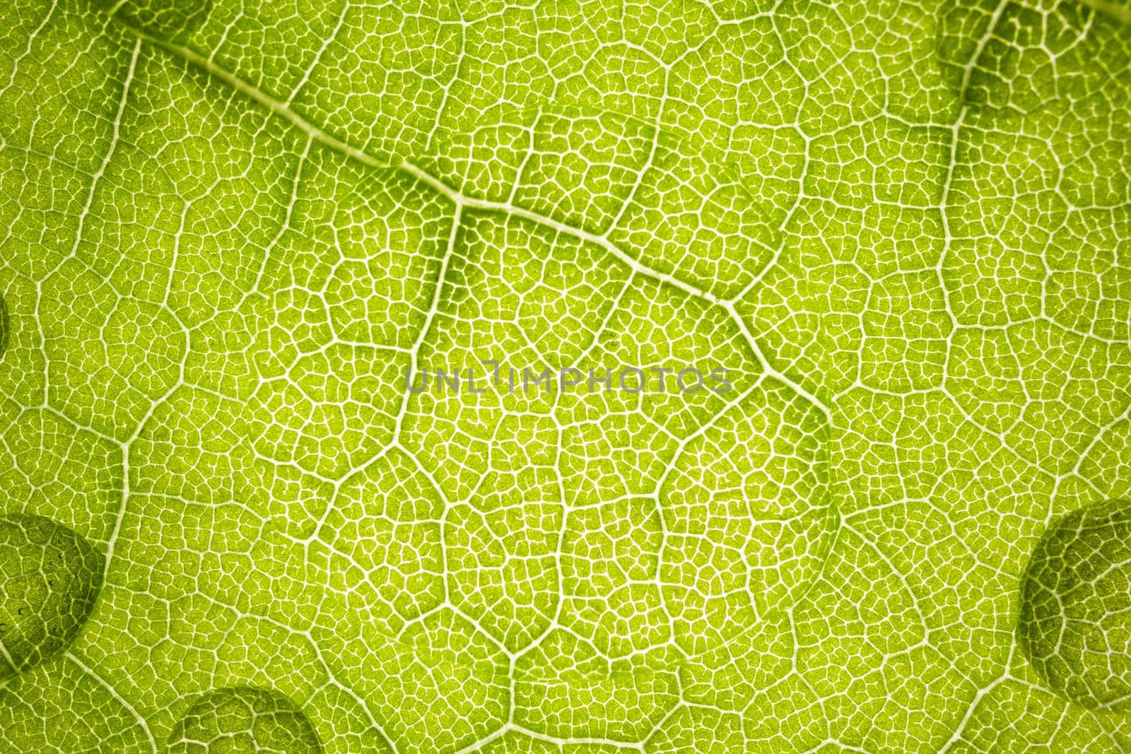 the structure of a green tree leaf as a macro background. High quality photo