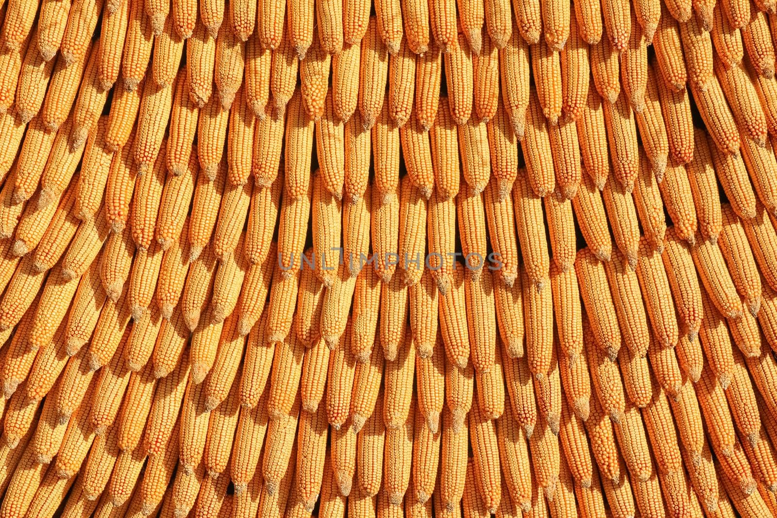 corn cobs are linked as a background for the entire frame. high-quality photo