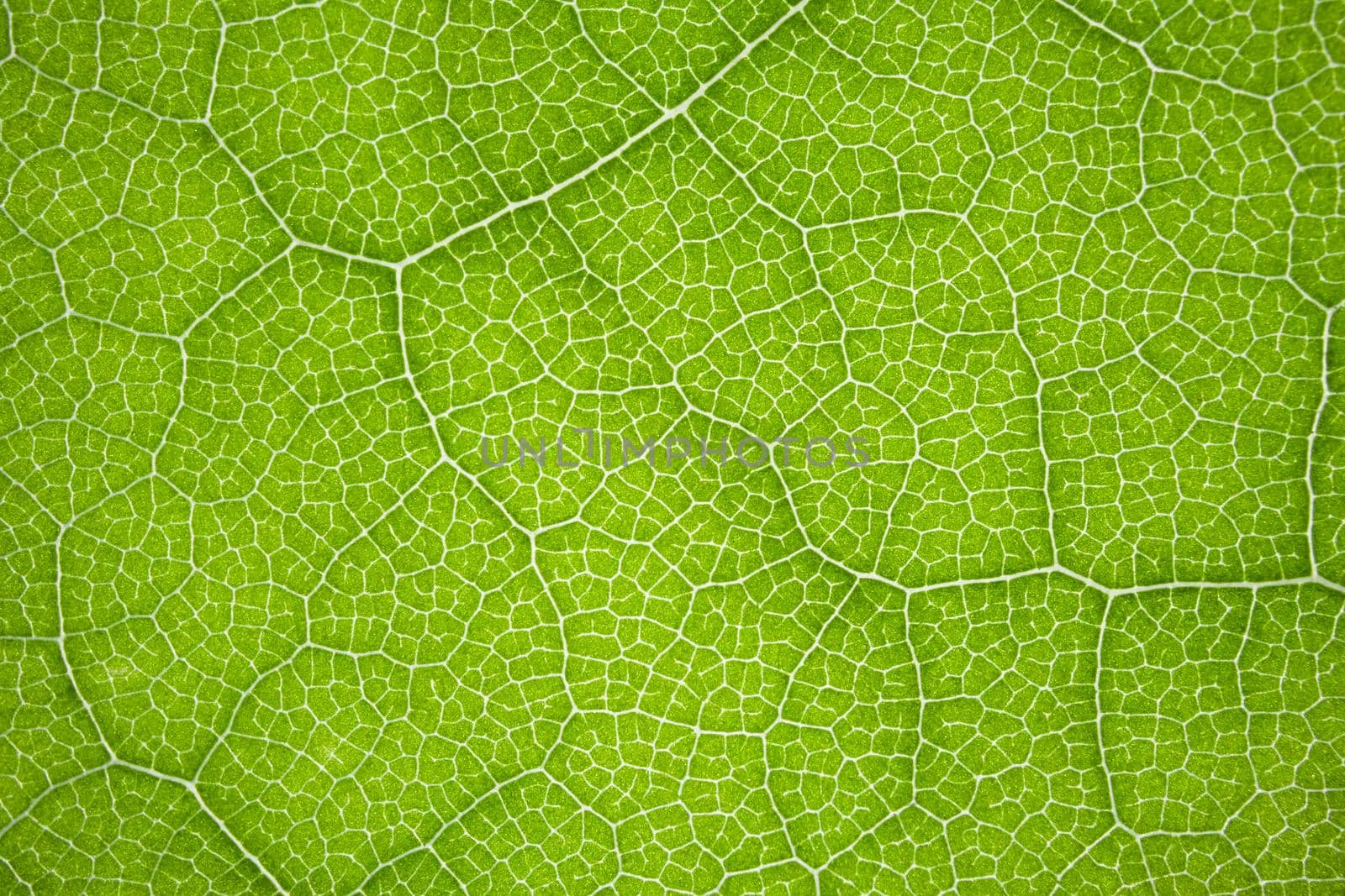 the structure of a green tree leaf as a macro background. High quality photo