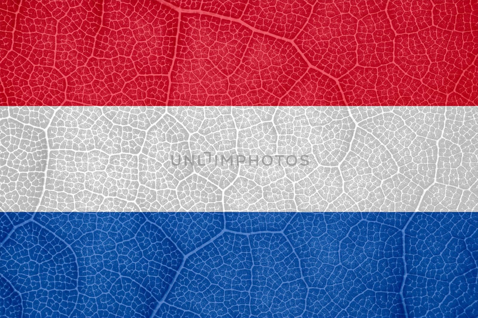 flag of the Netherlands on the structure of a tree leaf macro. High quality photo