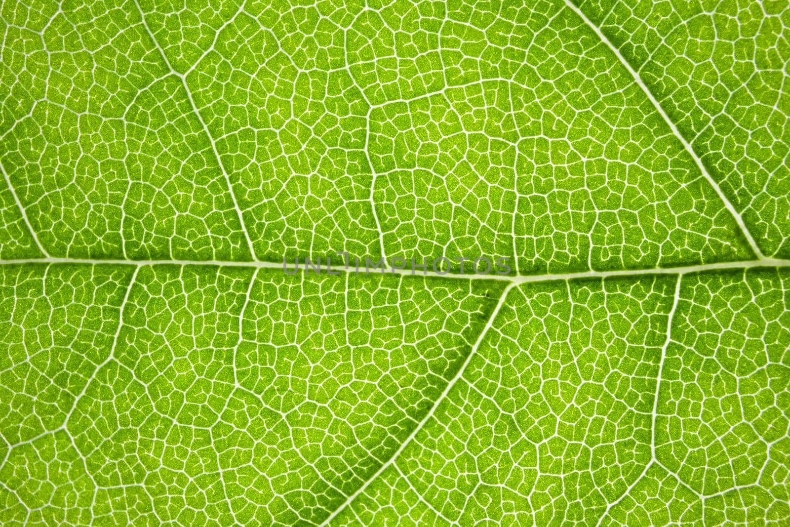 the structure of a green tree leaf as a macro background. High quality photo