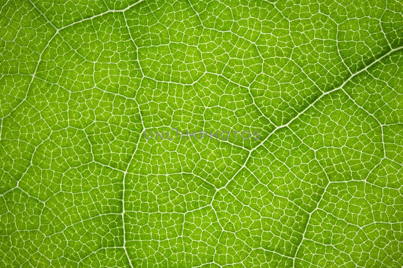 the structure of a green tree leaf as a macro background. High quality photo