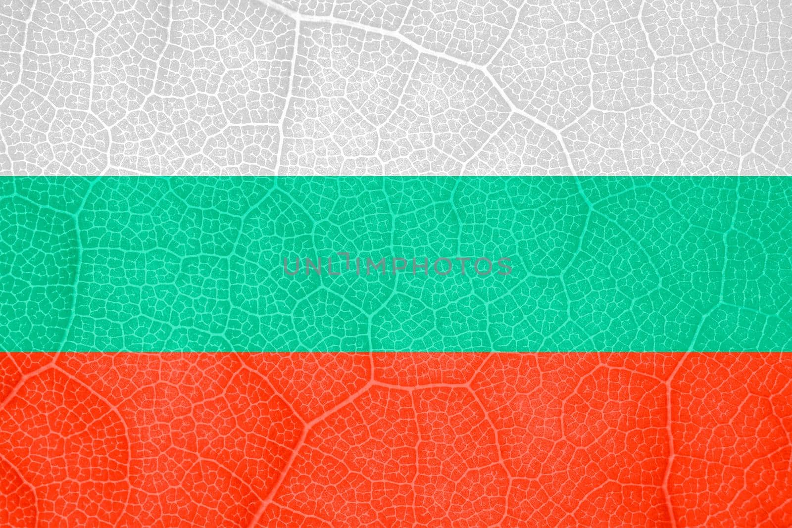 flag of Bulgaria on the structure of a tree leaf macro. High quality photo