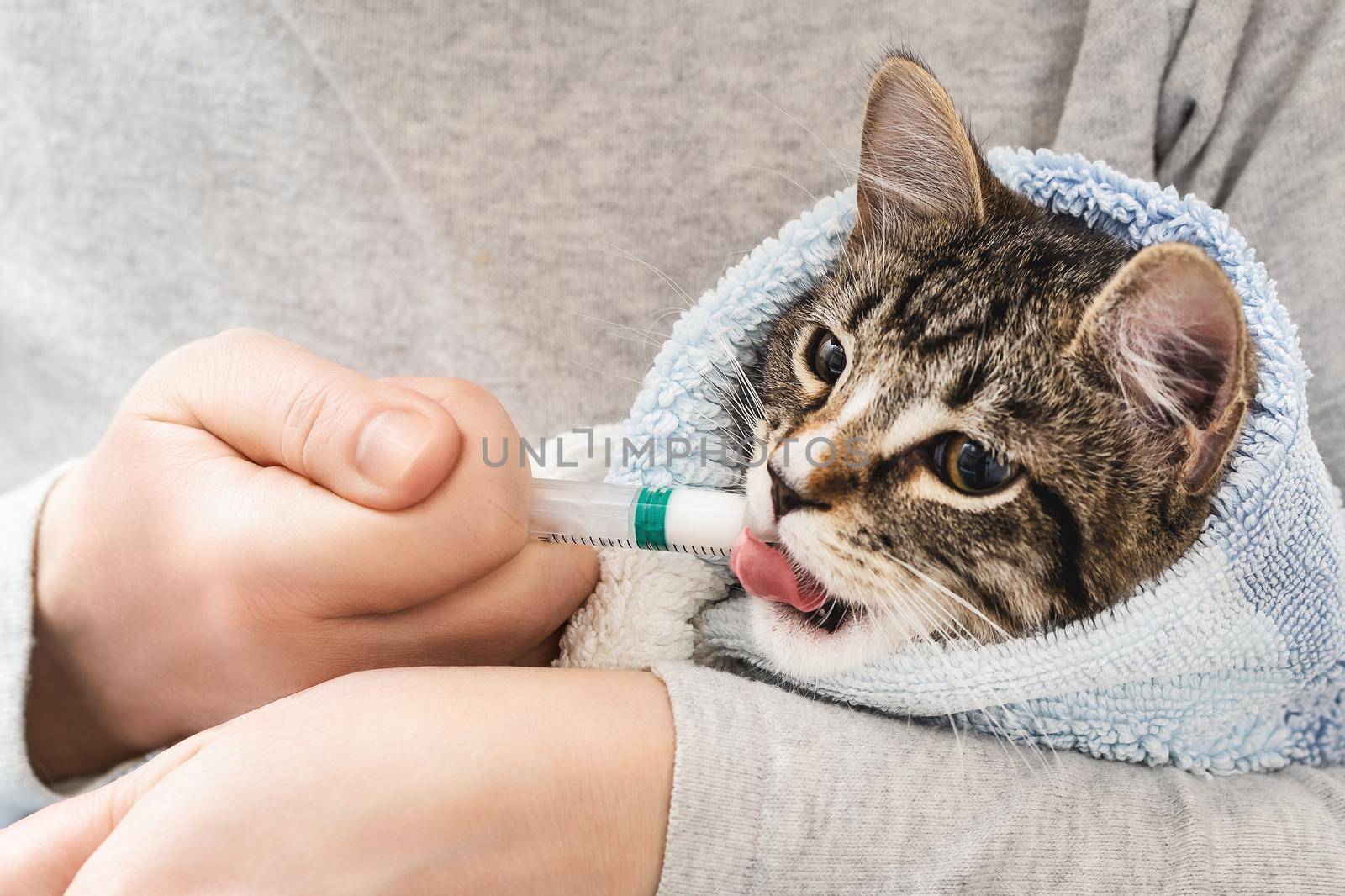 Kitten wrapped in a towel drinks medicine from a syringe.