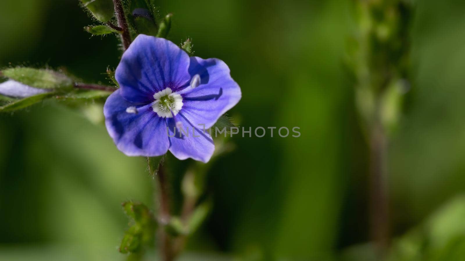 Small blue flower forest Veronica chamaedrys, close-up, vertical, banner.