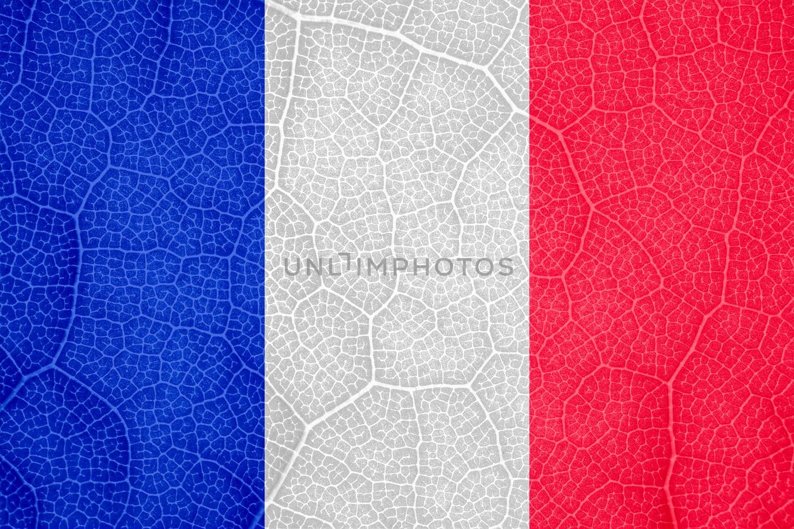 flag of France on the structure of a tree leaf macro. High quality photo