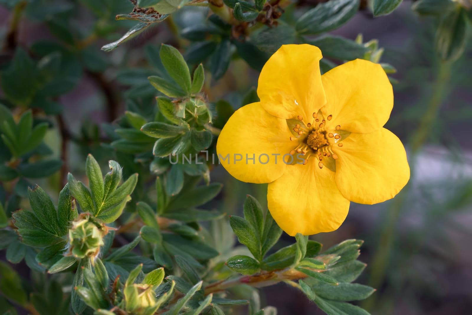 Yellow flower of Potentilla shrub in the garden close up by galsand