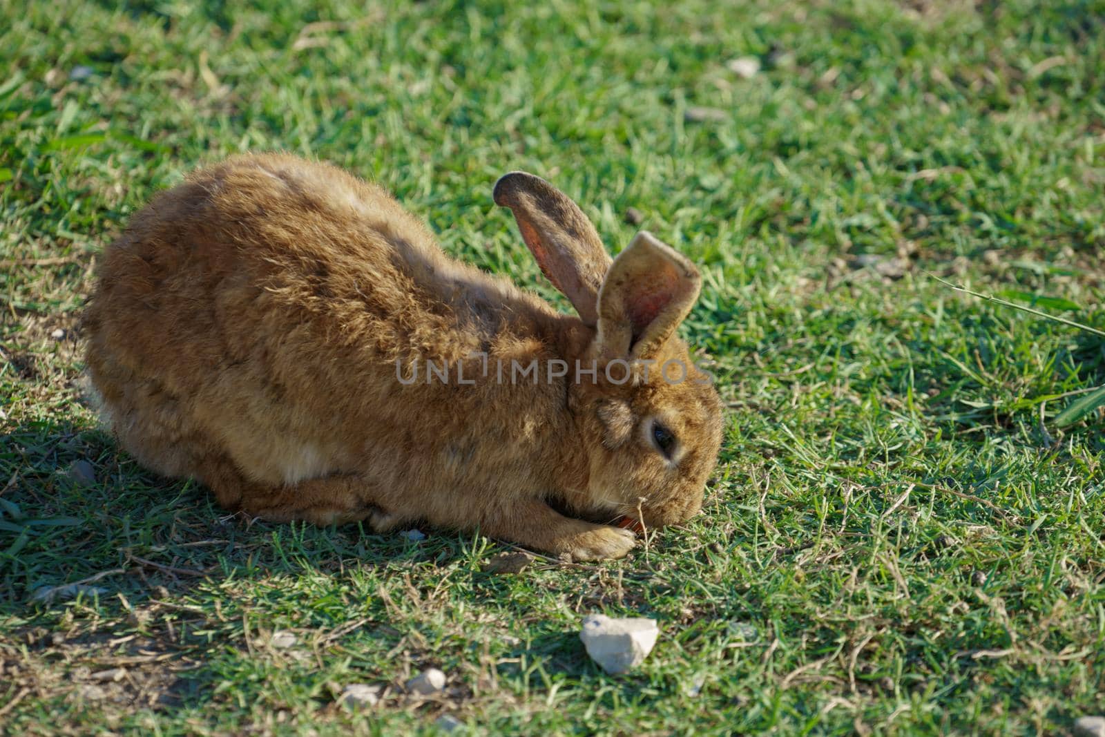 red rabbit on green grass in Sunny day