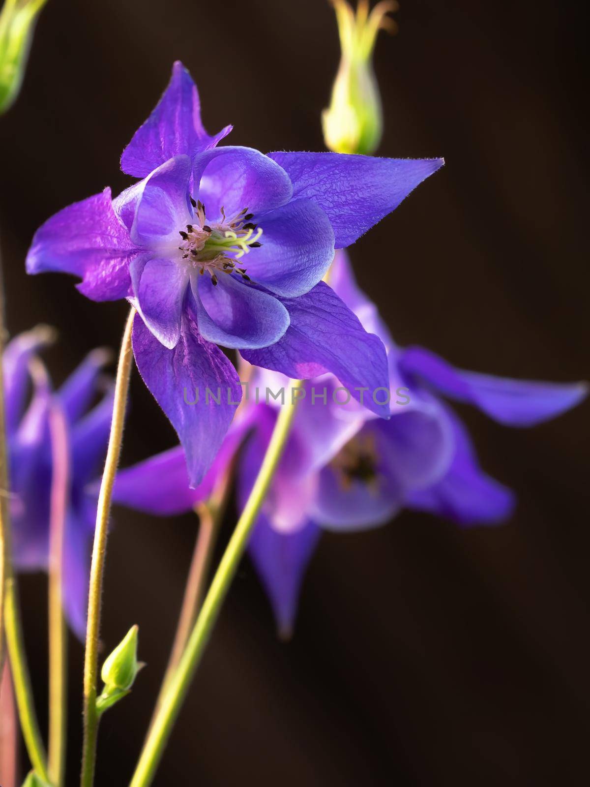 Perennial herb Aquilegia vulgaris with blue flowers on a dark blurred background.