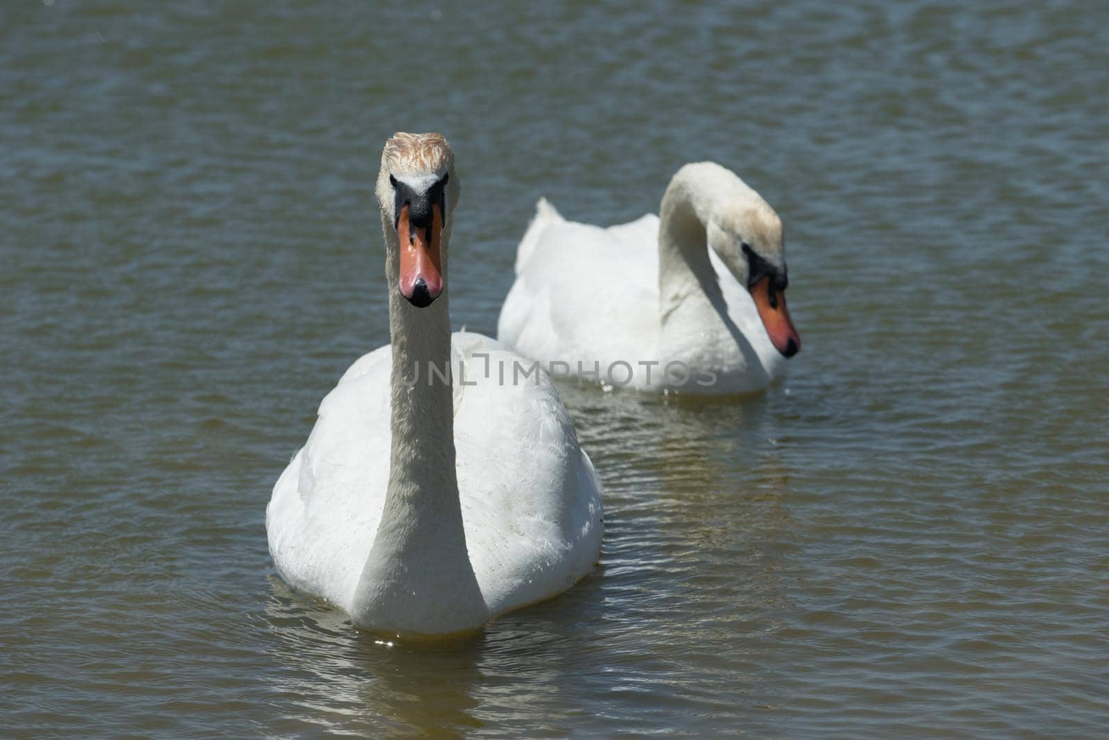 a pair of white swans swims in lake Sasyk-Sivash in Yevpatoria.