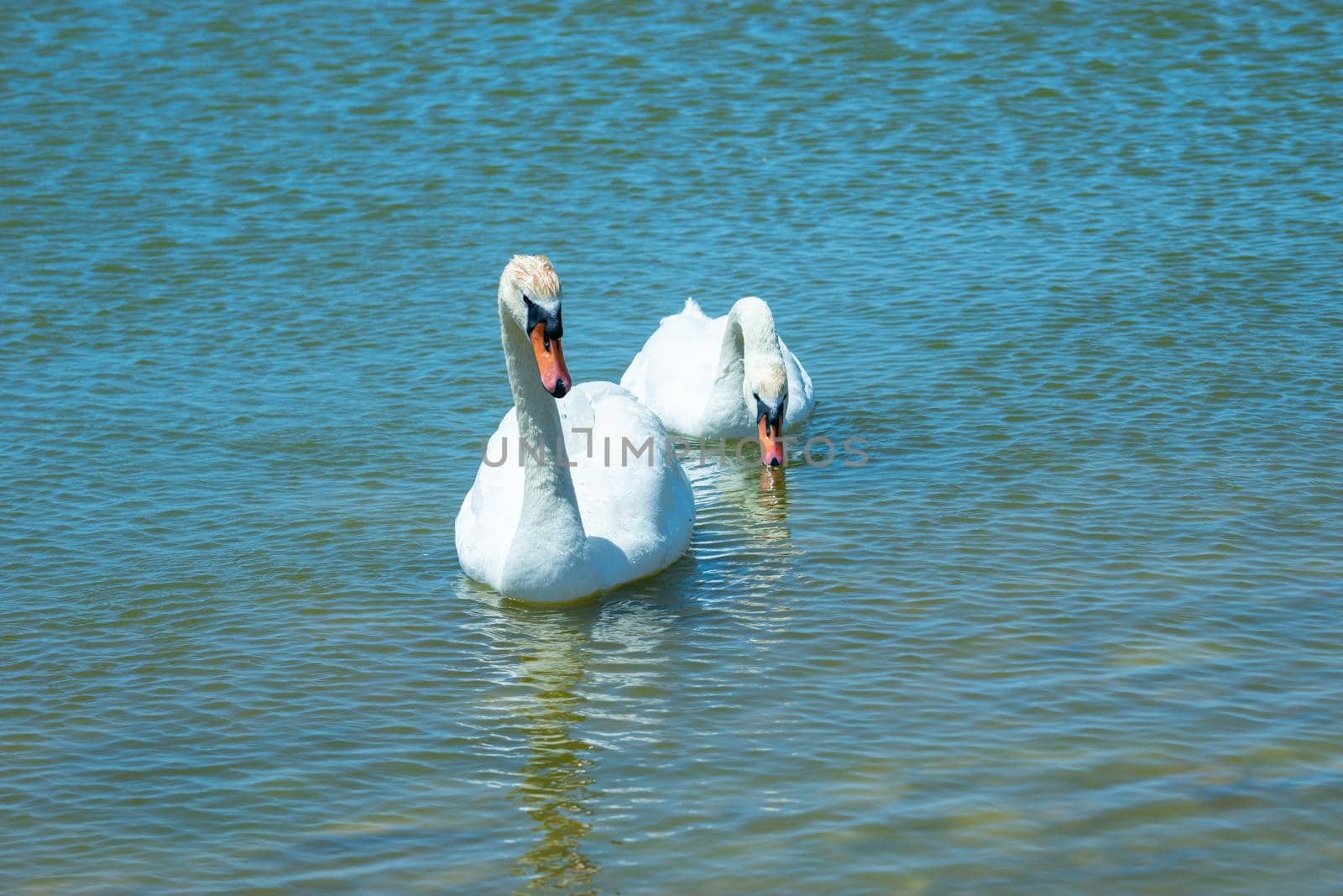 White swans on the water surface of lake Sasyk-Sivash in Yevpatoria. Attraction and beauty of nature of the Crimea.