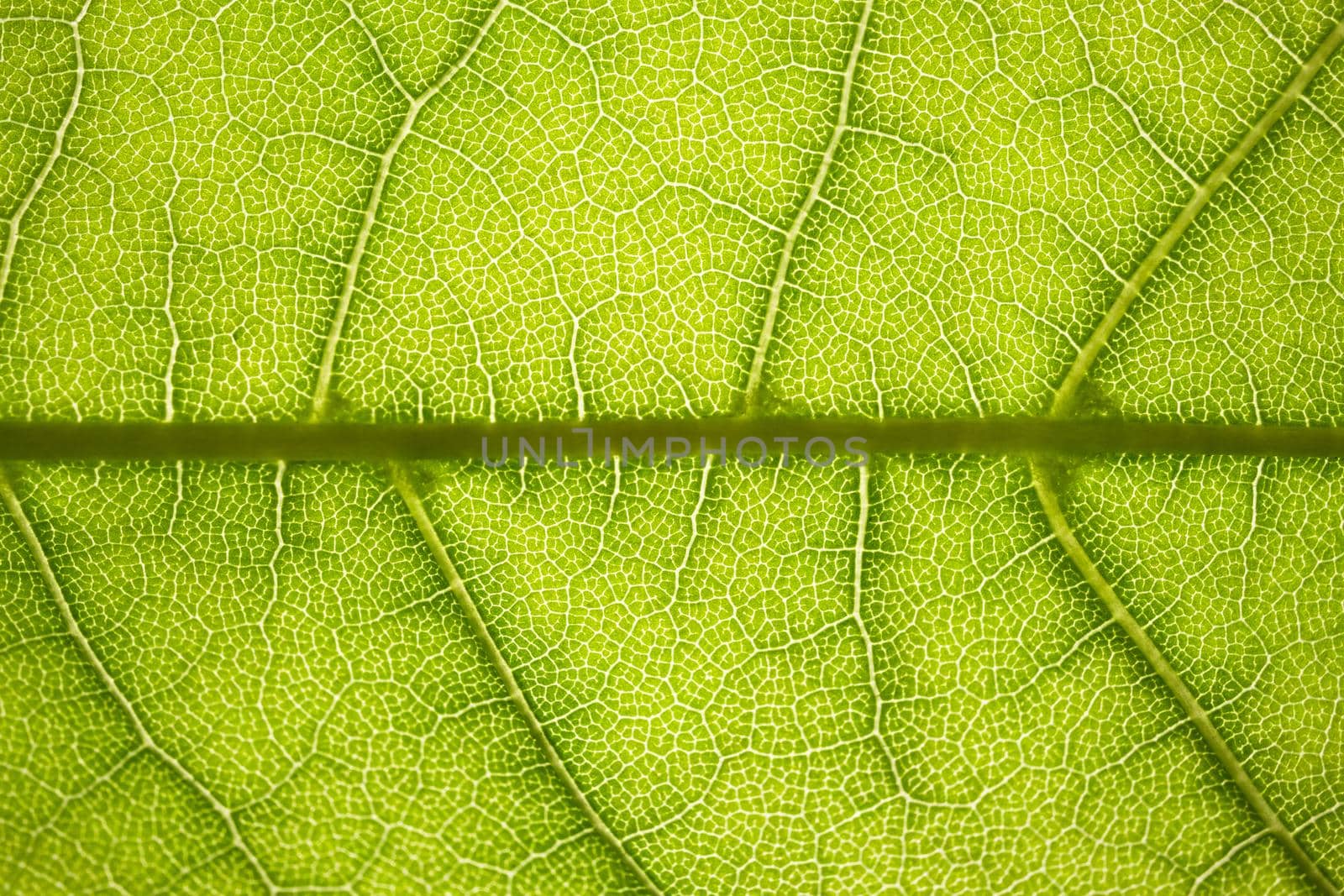 the structure of a green tree leaf as a macro background. High quality photo