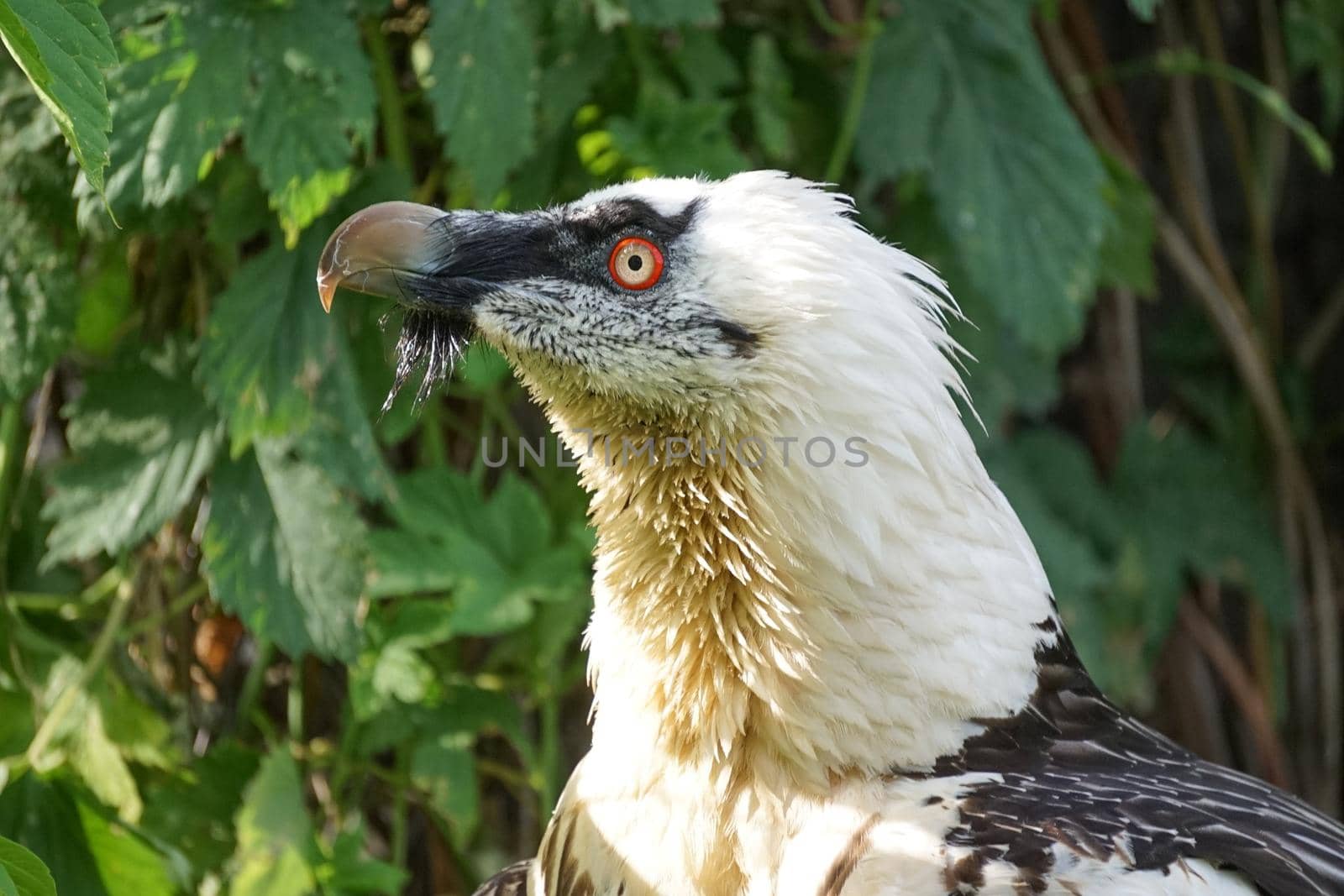 Portrait of a large bird of prey on a green background