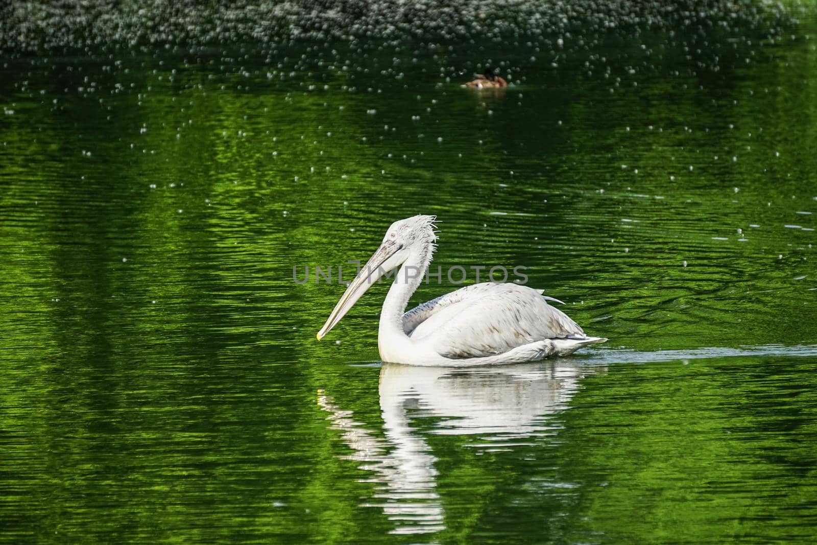 white Pelican floating on the green water surface