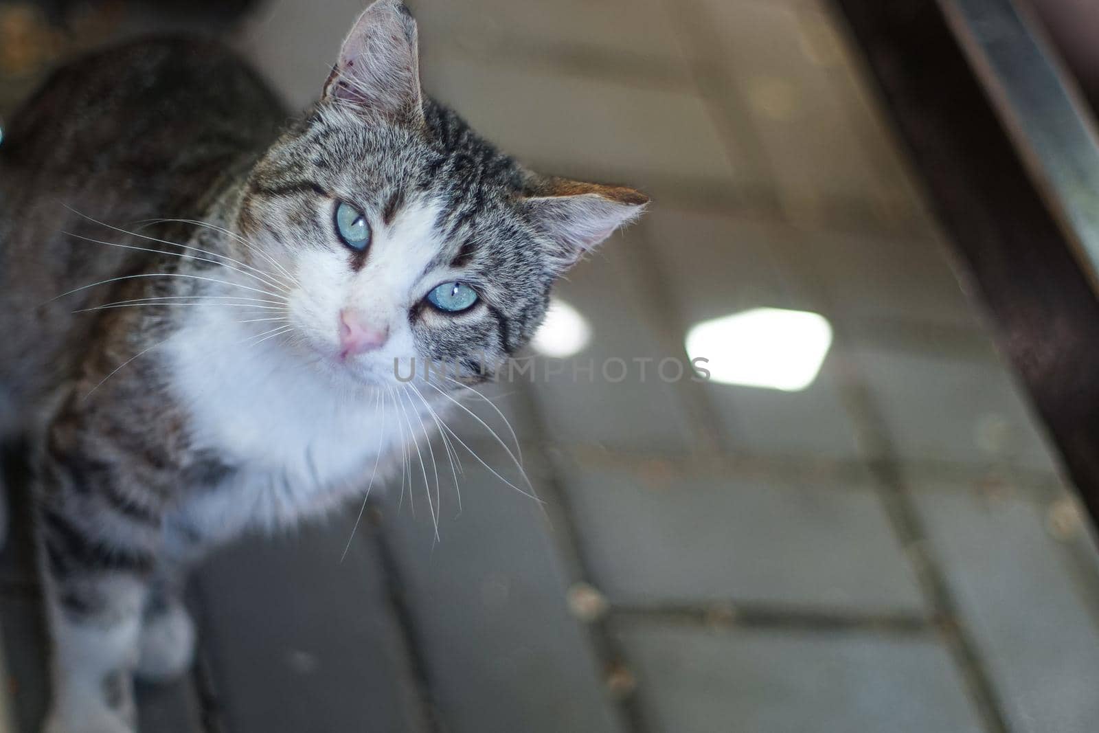 Beautiful cat with green eyes on the background of the sidewalk.