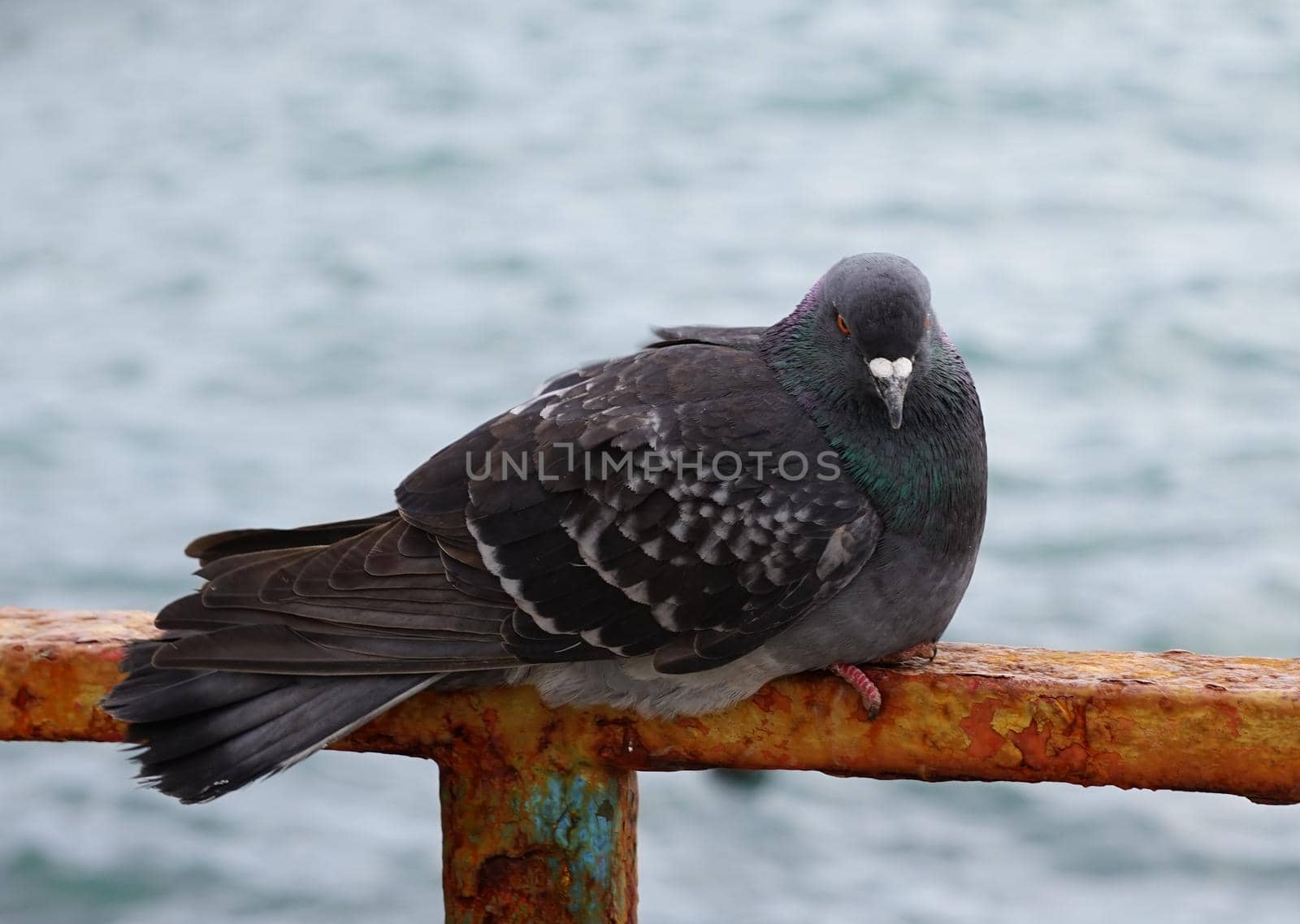 Portrait of a pigeon against the water surface.
