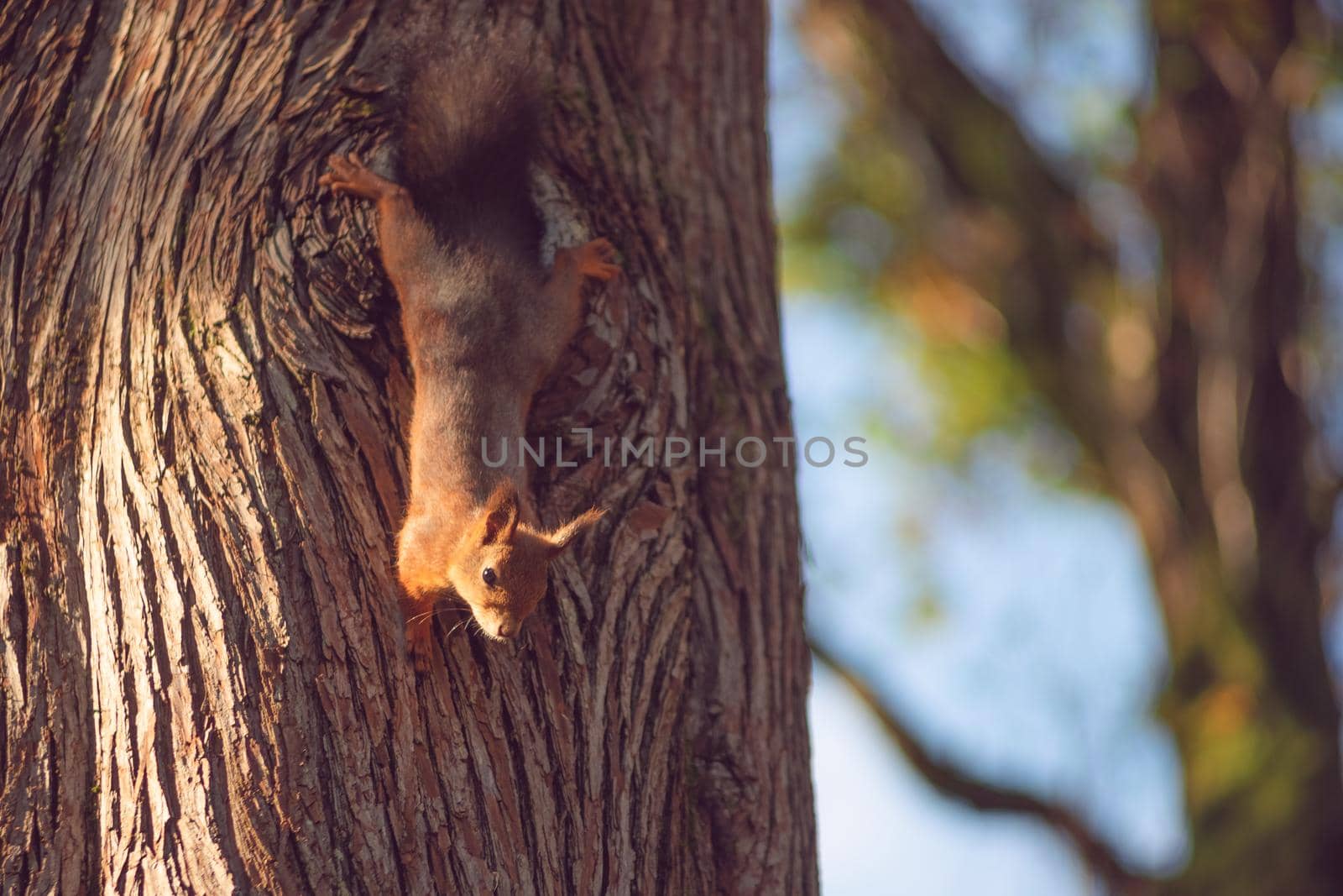 Portrait of a red squirrel on the background of a tree trunk. Wildlife.