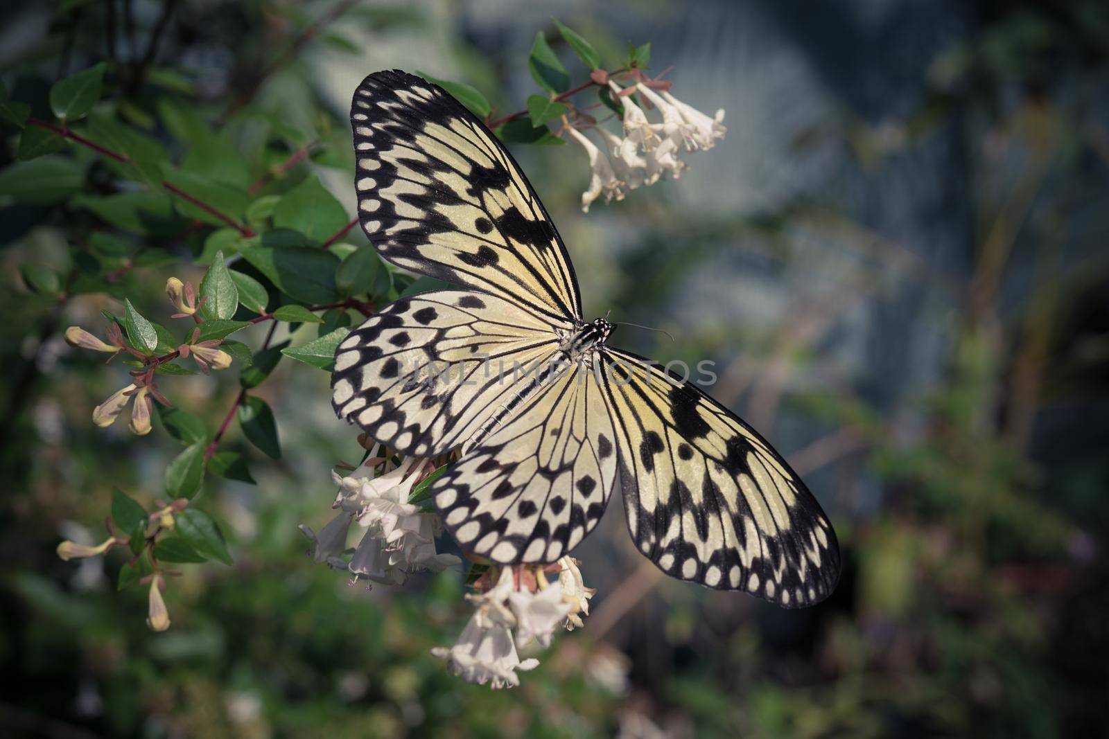 A big yellow butterfly sitting on a Bush with small white flowers