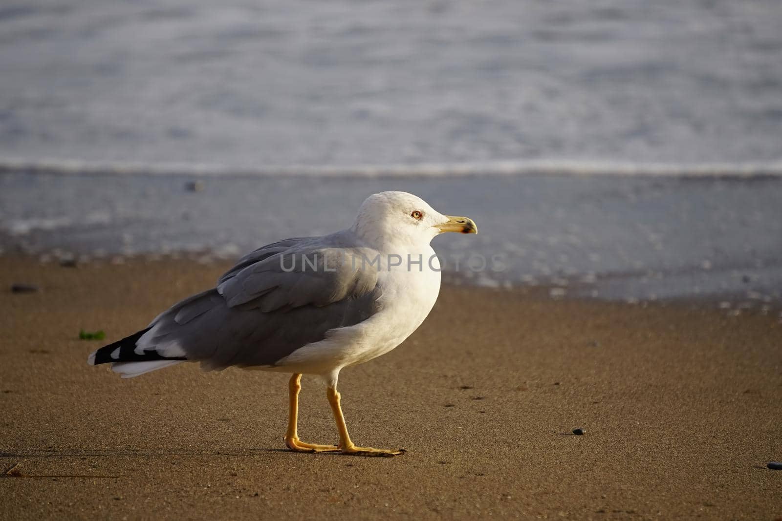 Portrait of a large sea gull on yellow sand.