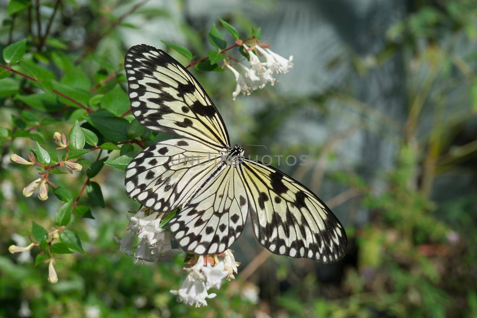 butterfly sitting on green branches in the greenhouse