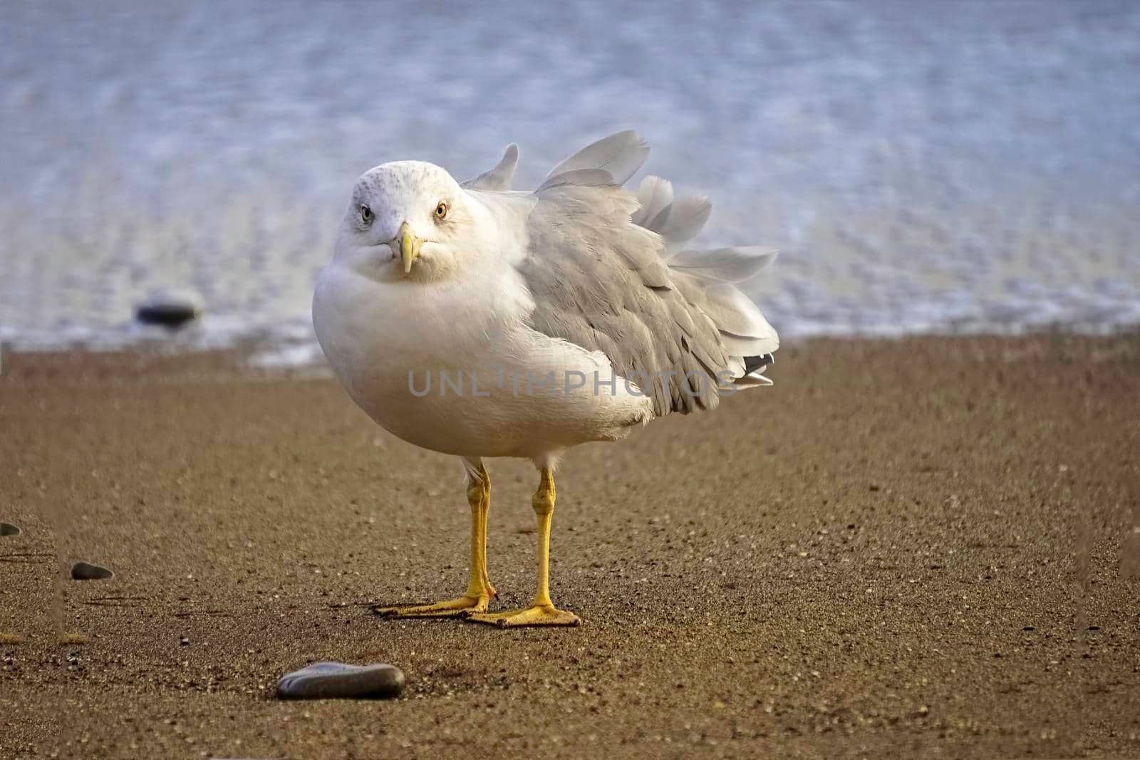 Portrait of a large sea gull on yellow sand.
