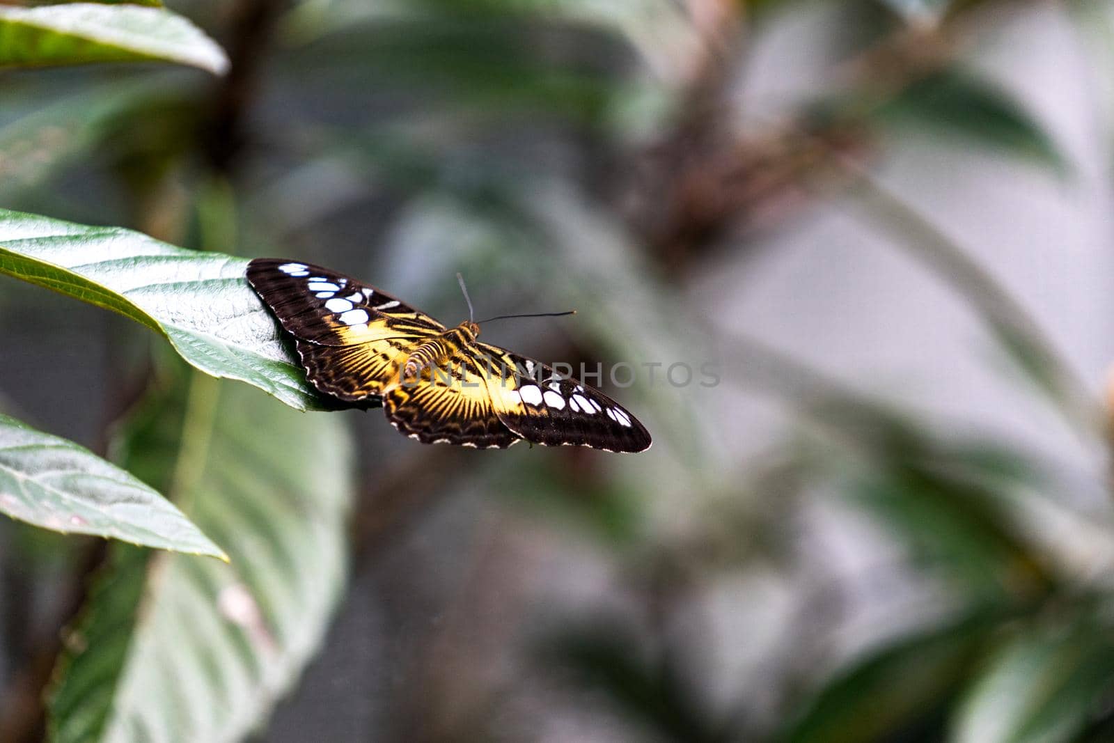 Orange butterfly with open wings sitting on a sheet mushmuly
