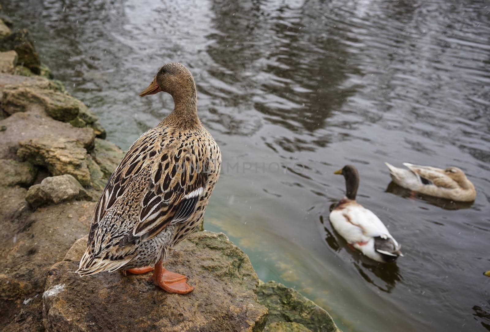 portrait of a duck on the background of water in the winter.