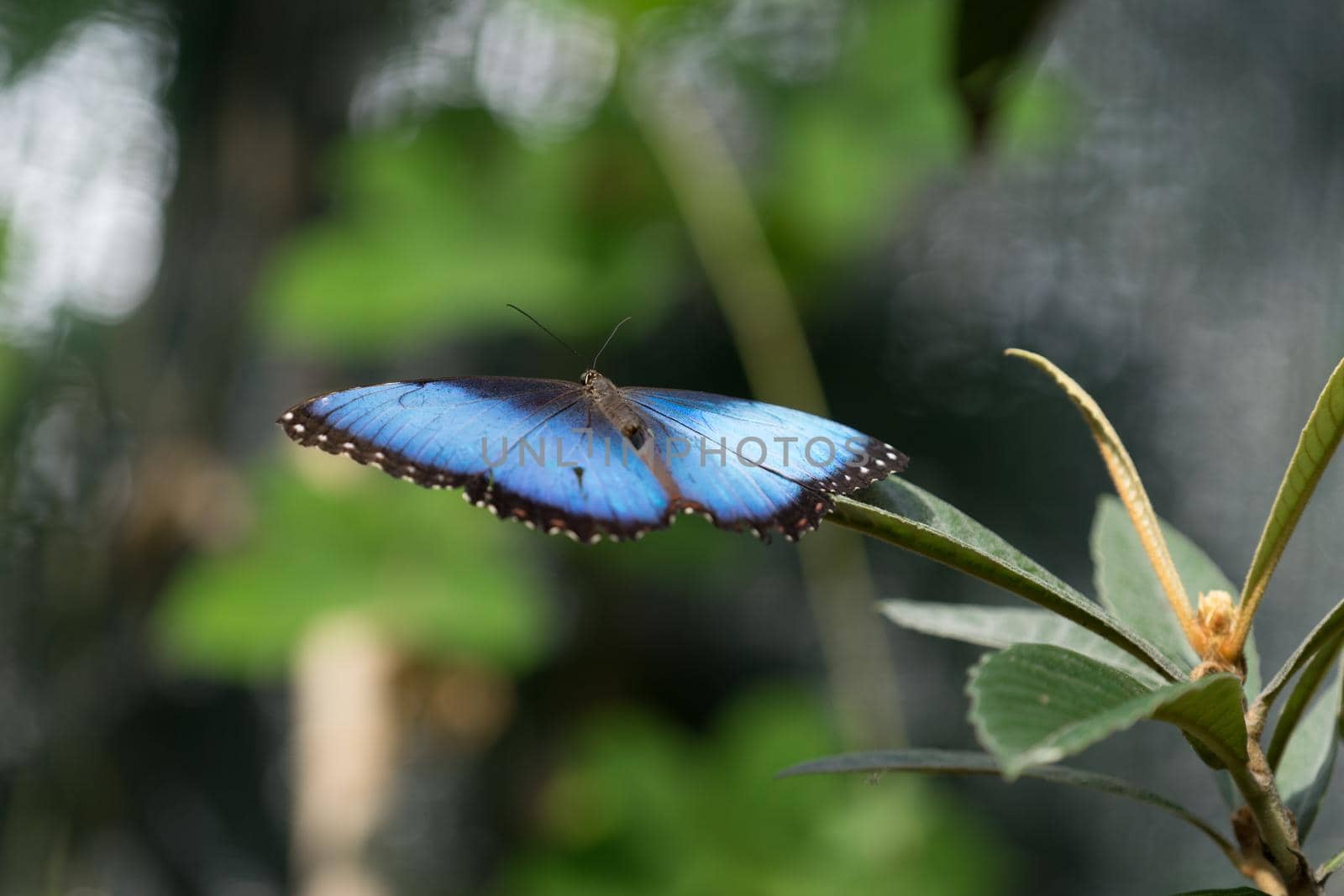 butterfly sitting on green branches in the greenhouse